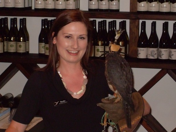 Brydie - Yealands Cellar Door Manager holding Male Falcon